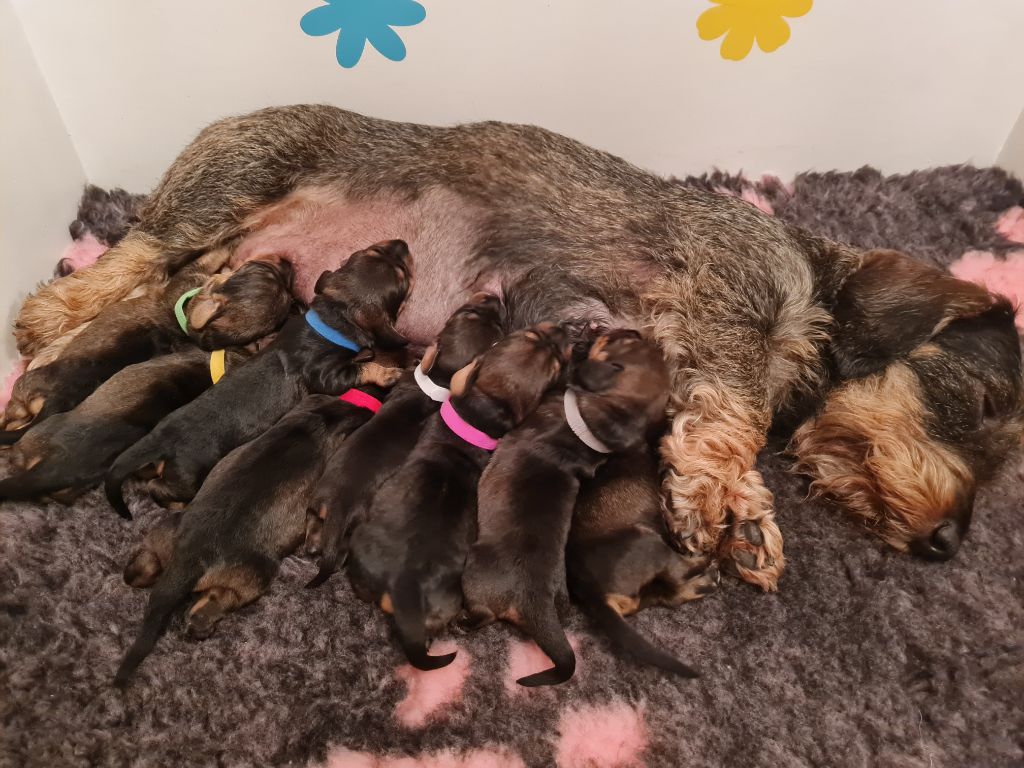 chiot Teckel poil dur De La Brisee Du Mont Ganelon